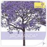 JACARANDA